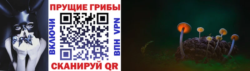 Псилоцибиновые грибы GOLDEN TEACHER  Купить  Семёнов 